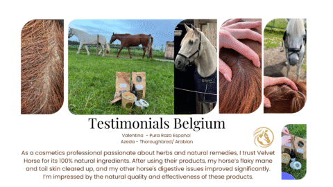 Valentina_Azeda_Belgien_collage