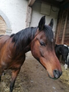 dante_nachher