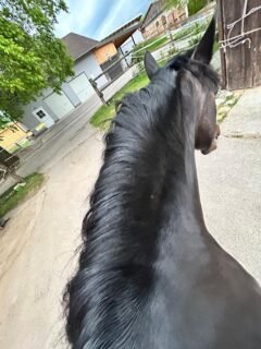 nachher_Mähne_Girassol